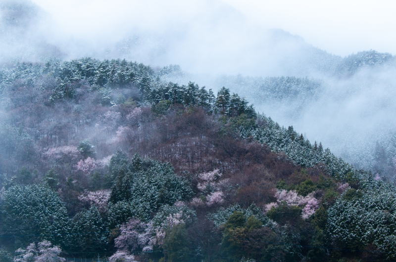 波踊る.山日月例写壇